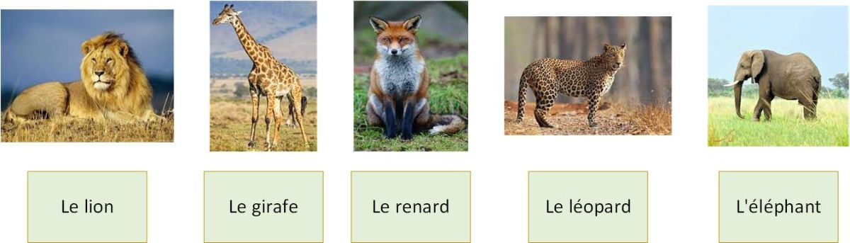 Les animaux sauvages